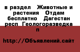  в раздел : Животные и растения » Отдам бесплатно . Дагестан респ.,Геологоразведка п.